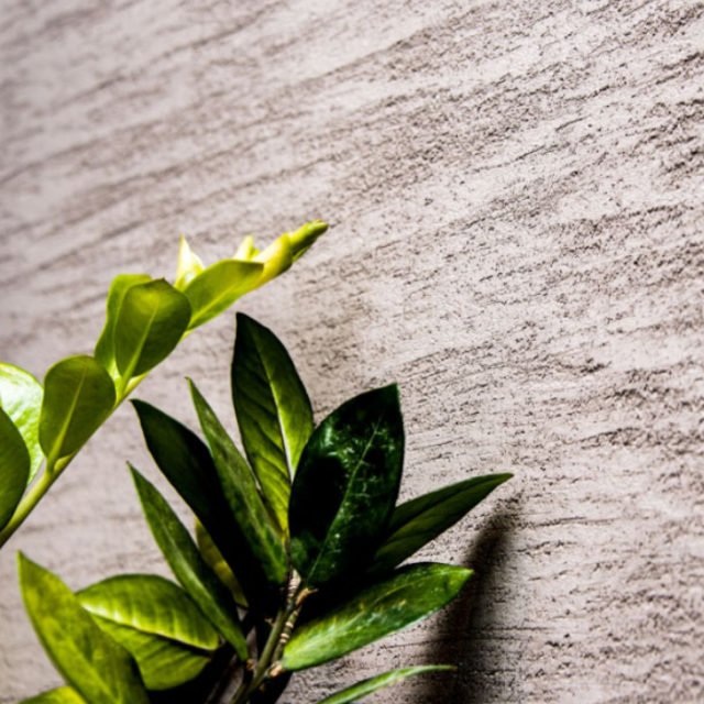 A living plant against a natural lime-plastered wall texture